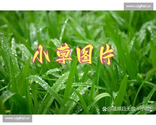 《小草小草是什么歌：探寻这首歌背后的寓意与情感》